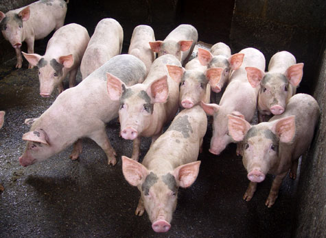 Với tiến độ tái đàn như hiện nay, hy vọng đến cuối năm 2020 đàn lợn của huyện Cẩm Khê sẽ khôi phụ trở lại.
