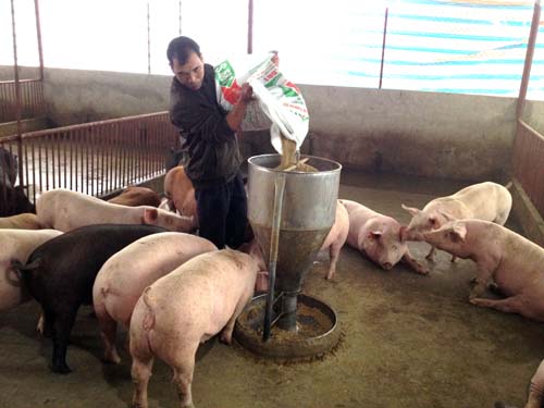 Gia đình ông Nguyễn Văn Thành, khu Xóm Đông, xã Phú Khê, tái đàn lợn sau dịch tả châu Phi.