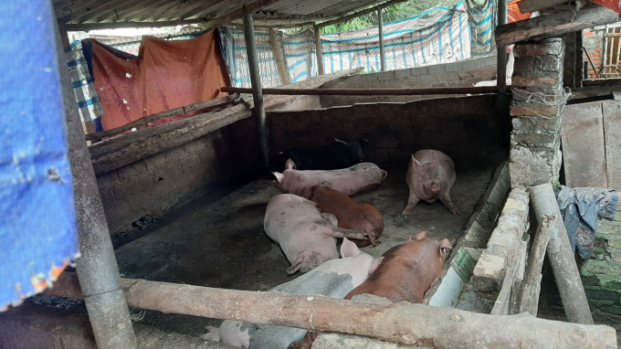Cả xã Thanh Vận, huyện Chợ Mới hiện chỉ có 240 con lợn, chỉ đạt 17% so với chỉ tiêu được giao tái đàn của xã là 1.400 con. Ảnh: Toán Nguyễn.
