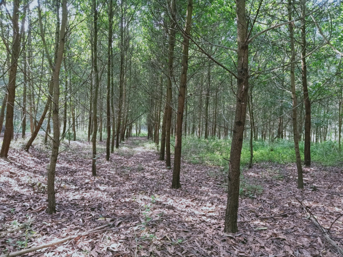 Rừng được cấp chứng chỉ quản lý rừng bền vững của các hộ dân liên kết với Công ty Công ty CP Xuân Sơn, huyện Thạch Thành (Thanh Hóa).