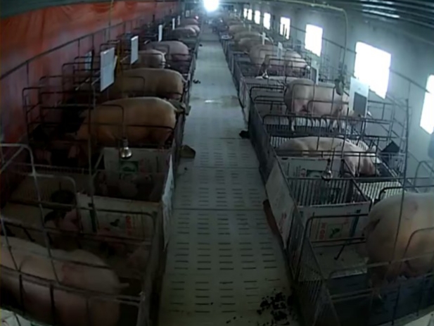 Trang trại lợn Mỹ Thanh đang nuôi tới 600 con lợn nái nhưng vẫn thiếu trầm trọng lợn giống. Ảnh chụp qua camera: Toán Nguyễn.