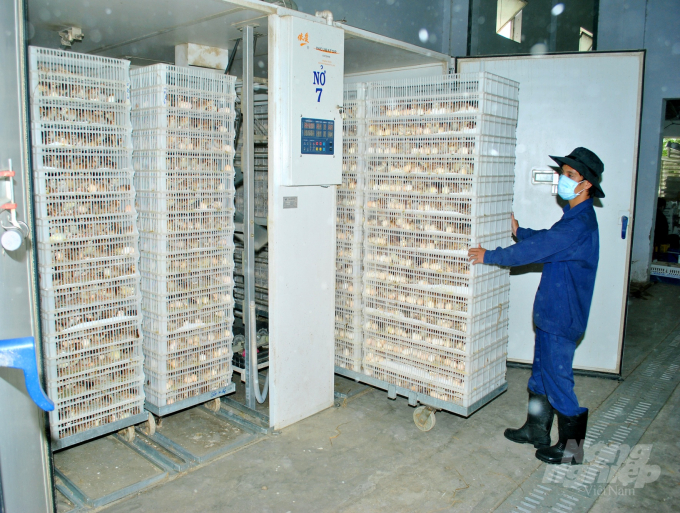 Công nghệ sử dụng trong các cơ sở sản xuất gà giống của Công ty Minh Dư hiện nay thuộc công nghệ thế hệ mới và hiện đại nhất của châu Âu. Ảnh: Vũ Đình Thung.