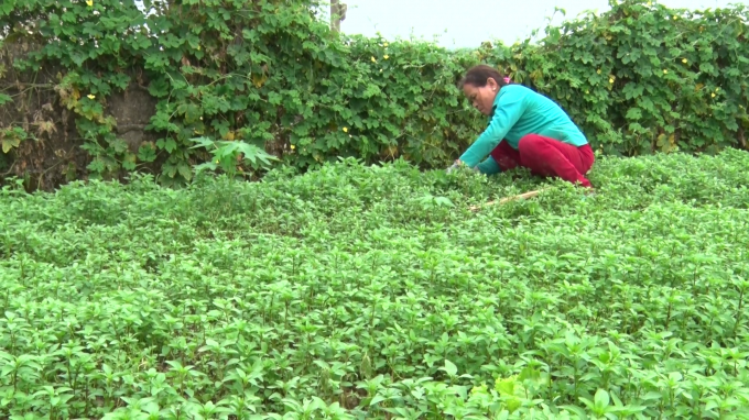 Nông dân Quảng Trị chăm sóc vườn rau an toàn.