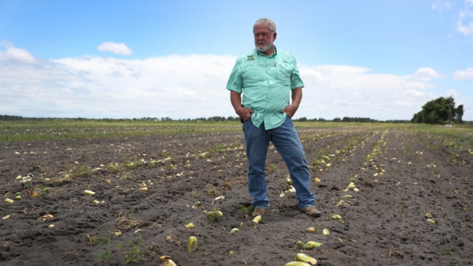 Hank Scott, chủ tịch Long & Scott Farms đứng trên cánh đồng của mình đầy dưa chuột thối rữa ngày 30/4. Do thị trường không có nhu cầu nên ông không thể thu hoạch dưa chuột để bán. Ảnh: Getty Images.