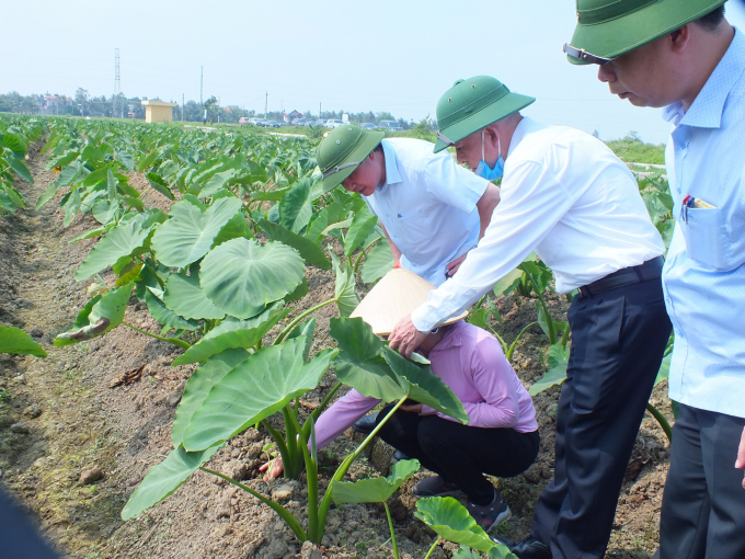Mô hình chuyển đất lúa kém hiệu quả sang trồng khoai sọ xuất khẩu tại xã Đồng Minh (huyện Vĩnh Bảo). Ảnh: Lê Bền.