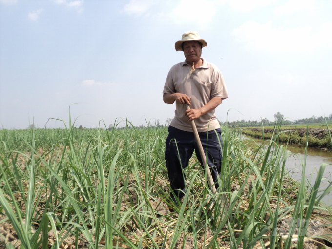 Nhiều hộ dân ở vùng mía nguyên liệu Phụng Hiệp đã có hàng chục năm gắn bó với cây mía, nay phải xoay sở để chuyển đổi. Ảnh: Trung Chánh.