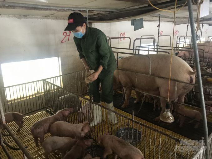 Gia đình vệ sinh máng ăn, máng uống cho đàn lợn hằng ngày nên hạn chế tối đa dịch bệnh. Ảnh: Lê Tuấn.