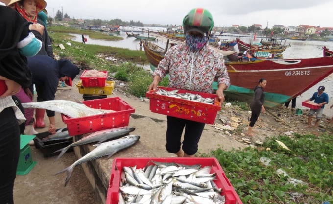 Vụ cá Nam ở Quảng Bình bắt đầu có tín hiệu được mùa biển, ngư dân phấn khởi ra khơi. Ảnh: T.Phùng