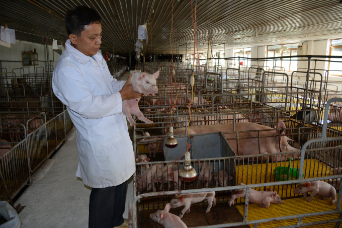 Ông Nguyễn Hồng Thanh- GĐ Cty Đầm Mỏ kiểm tra lợn con trước khi tách mẹ.