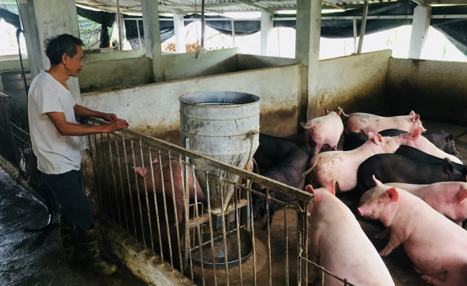 Đàn lợn của ông Hoàng Sầm Níu ở xóm Lam Sơn thượng, xã Hồng Việt, huyện Hòa An phát triển tốt. Ảnh: Kông Hải.