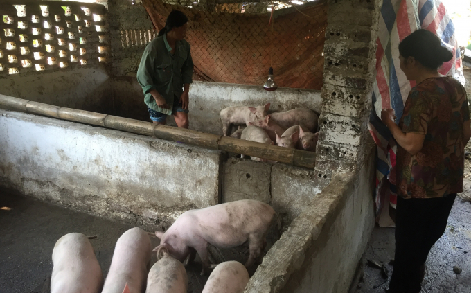 Giá thịt lợn thương phẩm ở Cao Bằng vẫn ở mức khá cao do việc tái đàn chưa mạnh. Ảnh: Kông Hải