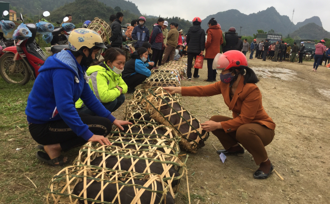 Giá lợn giống quá cao ảnh hưởng đến việc tái đàn của người chăn nuôi ở Cao Bằng. Ảnh: Kông Hải.