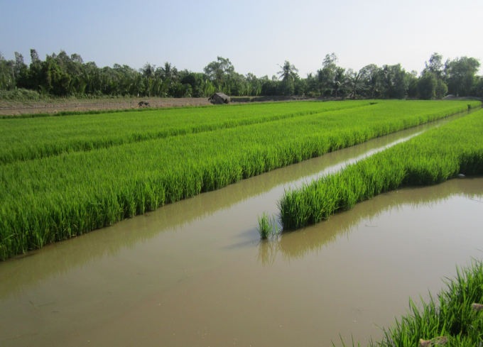 Mô hình sản xuất luân canh lúa – tôm ở huyện Hồng Dân, sau vụ tôm nông dân sử dụng các giống lúa đặc sản chịu mặn, lúa thơm đặc sản như OM 5451, ST 5, ST 24... lãi bình quân 50 – 60 triệu đồng/ha/năm.