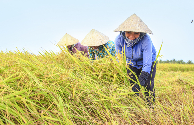 Nông dân huyện Phước Long thu hoạch lúa trên nền đất mô hình tôm – lúa cho hiệu quả kinh tế khá ổn định.