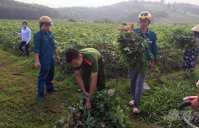 Huyện Như Xuân huy động cả hệ thống chính trị vào cuộc phòng trừ bệnh khảm lá sắn. Ảnh: Võ Dũng.