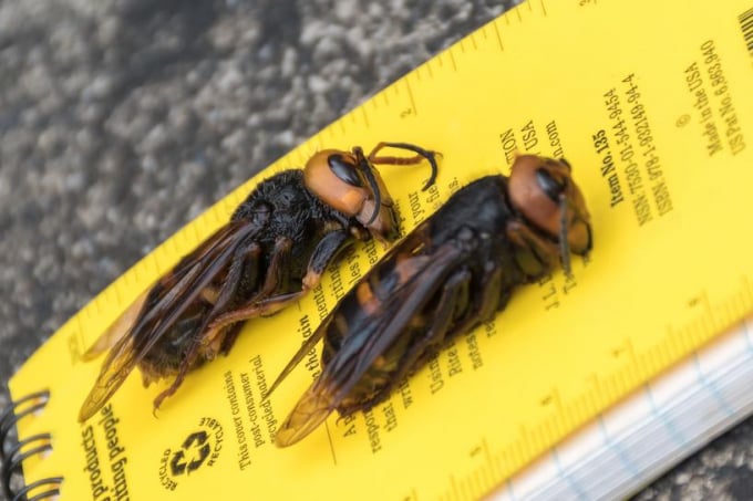 Ong bắp cày châu Á có thể dài hơn 5 cm. Ảnh: Reuters.