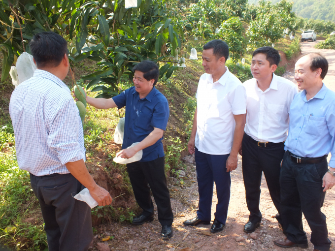 Thứ trưởng Lê Quốc Doanh (thứ hai từ trái sang) kiểm tra vùng xoài tập trung tại HTX Cây ăn quả Vân Hồ (Vân Hồ, Sơn La). Ảnh: Lê Bền.