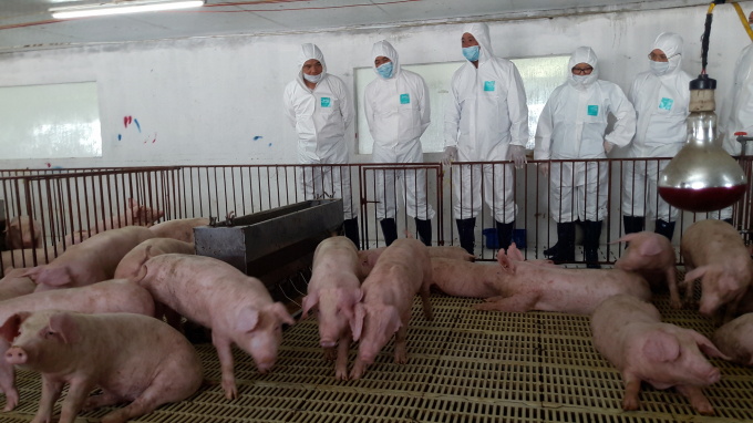 Lãnh đạo Bộ NN-PTNt đi kiểm tra mô hình chăn nuôi ăn toàn sinh học phòng, chống bệnh dịch tả lợn Châu Phi. Ảnh: Nguyên Huân.