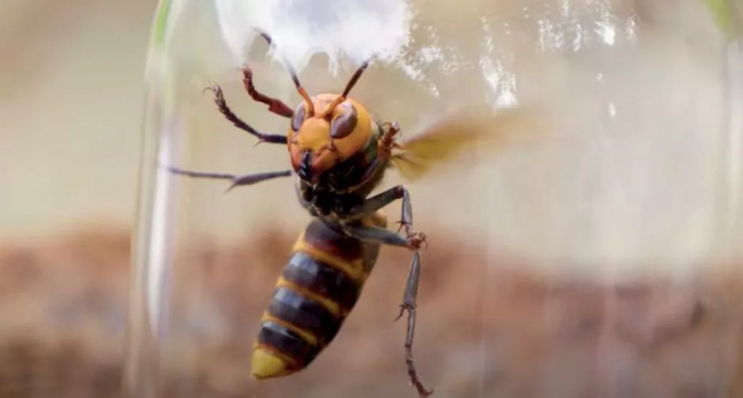 Ong bắp cày châu Á 'giống một loài quái vật trong phim hoạt hình với kích thước lớn cùng khuôn mặt màu vàng cam'. Ảnh: Cnet.