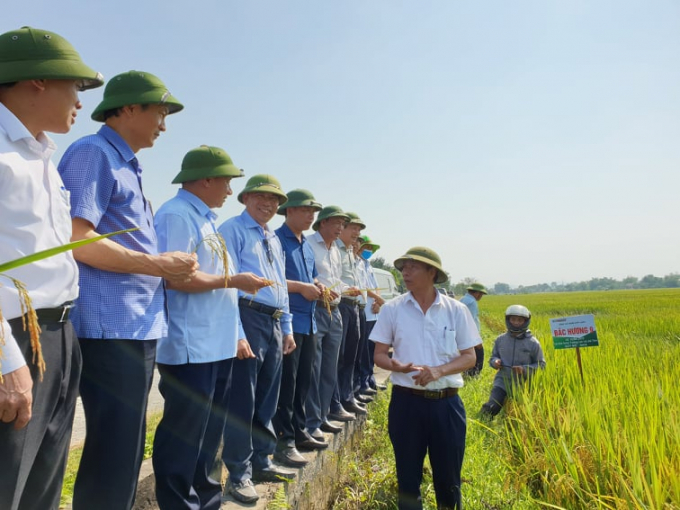 Bắc Hương 9 là một trong những giống lúa đạt năng nổi bật nhất trong vụ Xuân 2020 ở Hà Tĩnh. Ảnh: Gia Hưng. 
