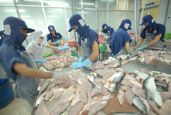 Chế biến xuất khẩu cá tra tại An Giang. Ảnh: Lê Hoàng Vũ.