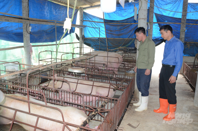 Việc tái đàn sau DTLCP được nhiều hộ chăn nuôi ở xã Nhữ Hán thực hiện thành công. Ảnh: Đào Thanh.