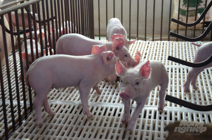 Lợn giống có giá từ 1,5 - 3 triệu đồng/con là một trong những rào cản ảnh hưởng đến việc tái đàn ở Nhữ Hán. Ảnh: Đào Thanh.