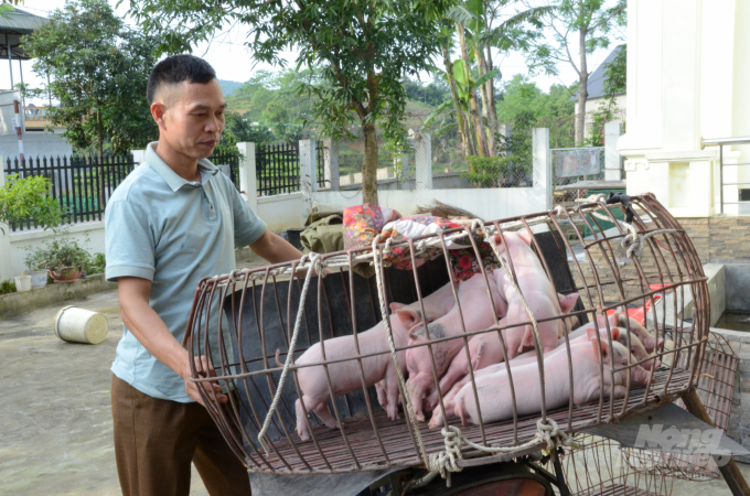 Sau gần 1 năm ảnh hưởng của dịch bệnh, cảnh trao đổi mua bán lợn ở Nhữ Hán dần tấp nập trở lại. Ảnh: Đào Thanh.