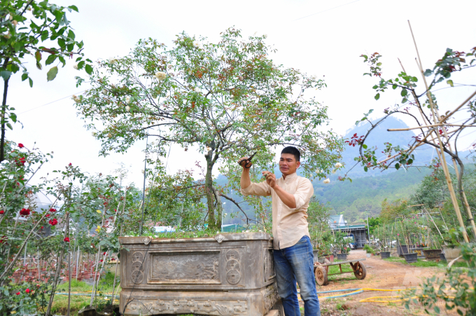 Vườn của gia đình anh Phạm Văn Trọng có khoảng 20 nghìn chậu hồng cổ với 100 loại khác nhau. Ảnh: Minh Hậu.