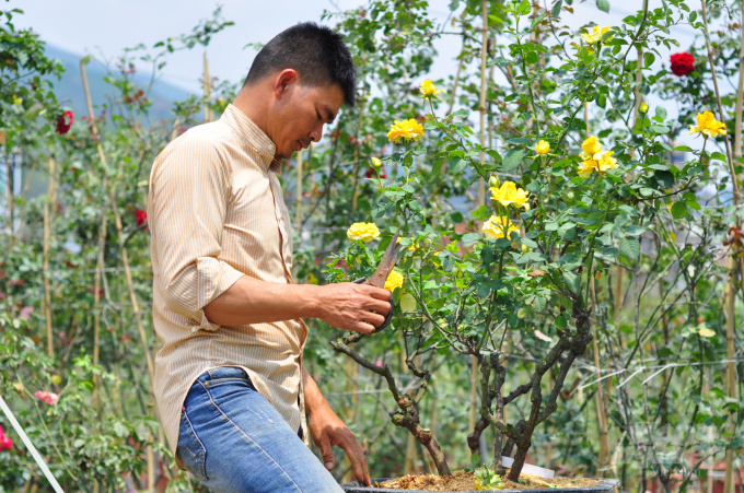 Mỗi tháng, từ việc chăm sóc và bán cây hoa cho khách hàng, chủ vườn thu về 500 triệu đồng. Ảnh: Minh Hậu.