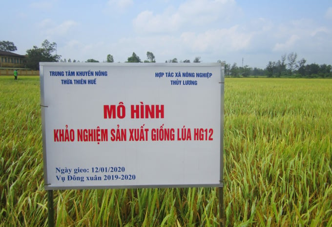 Lúa HG12 trên đồng ruộng Thừa Thiên Huế.