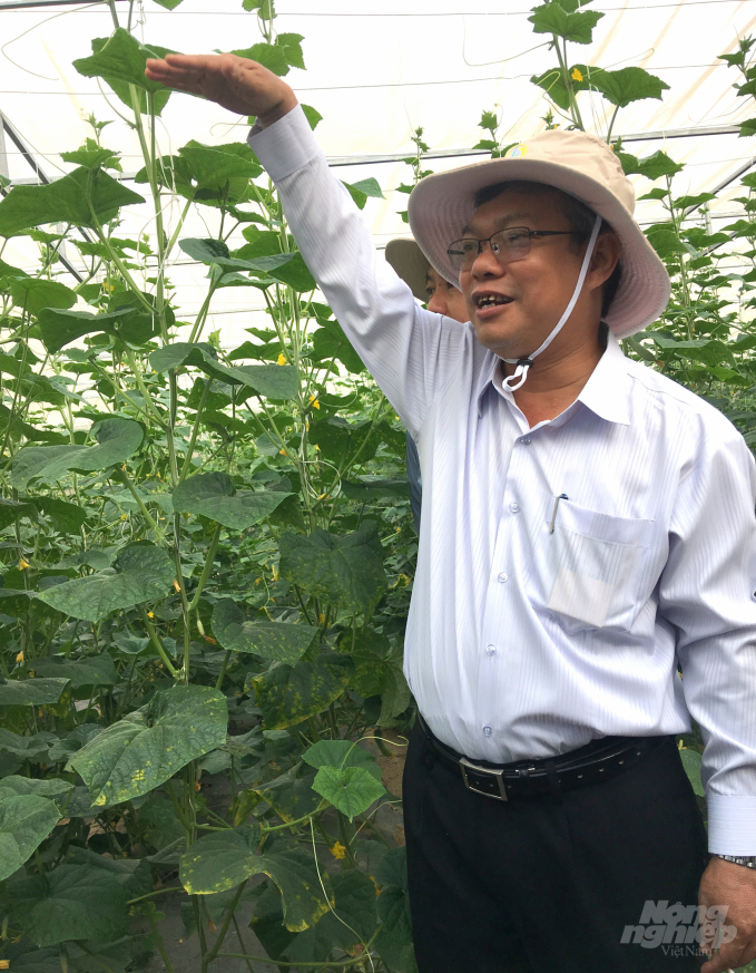 TS Hồ Huy Cường đi kiểm tra mô hình trồng các giống dưa chuột  BĐ.01 do Viện Khoa học kỹ thuật nông nghiệp Duyên hải Nam Trung bộ chọn tạo. Ảnh: MH.