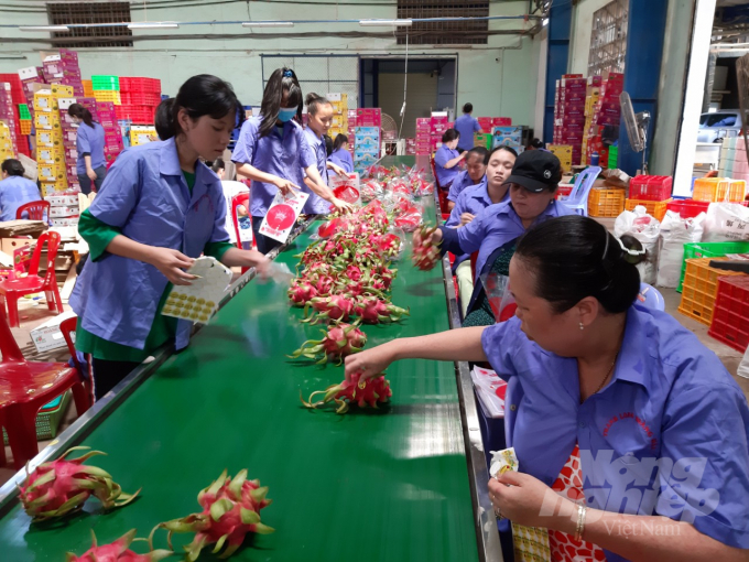 Chuyển từ trồng lúa sang trồng thanh long ở Bình Thuận, mức lợi nhuận đạt đến 540 triệu đồng/ha, cao hơn trồng lúa 524 triệu đồng/ha. Ảnh: MH.