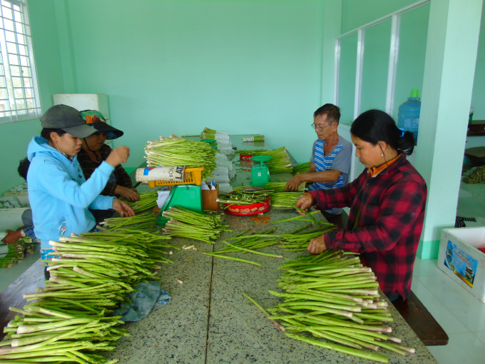 Công ty Linh Đan liên kết thu mua măng tây xanh trên địa bàn tỉnh Ninh Thuận.