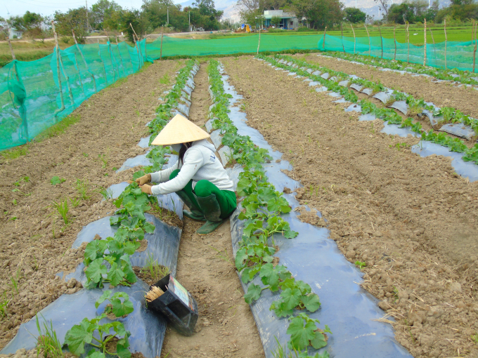 Ngành nông nghiệp Ninh Thuận tiếp tục hỗ trợ sản xuất nông nghiệp.