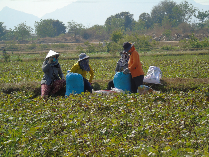  Nông dân xã Phước Hữu, huyện Ninh Phước đang thu hoạch đậu xanh vụ Đông Xuân năm 2019-2020.