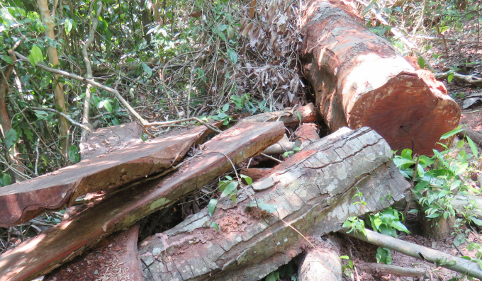 Cành ngọn và bìa bắp của một cây gỗ gõ mới  bị khai thác. Ảnh: TP.