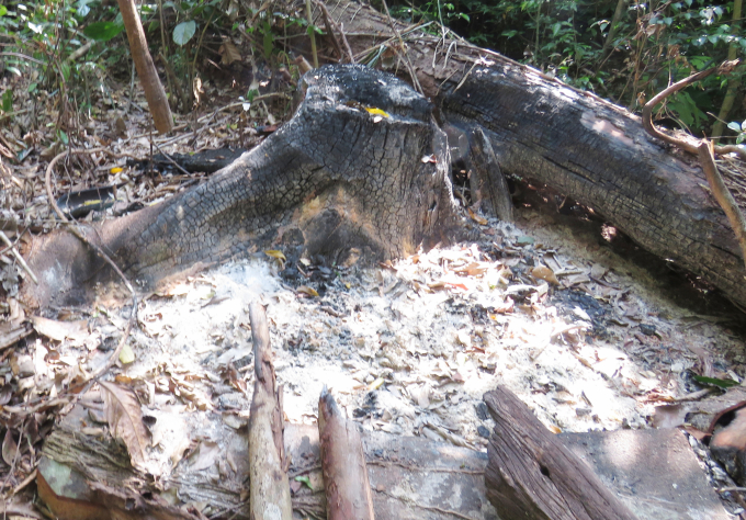 Một gốc cây lim bị lâm tặc khai thác trái phép và đốt cháy để xóa dấu vết. Ảnh: TP.
