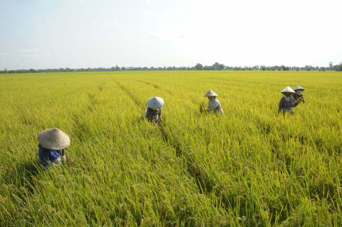 Nhiều năm qua VnSAT Cần Thơ đã hỗ trợ nông dân và HTX áp dụng những tiến bộ khoa học kỹ thuật mới nhằm giảm được chi phí mà tăng lợi nhuận trong sản xuất. Ảnh: Lê Hoàng Vũ.