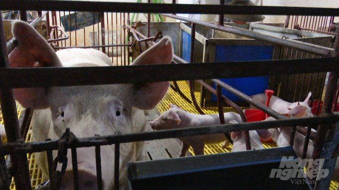 Sau khi tiêm thử nghiệm vắc xin dịch tả lợn châu Phi của Học viện Nông nghiệp Việt Nam, những con lợn nái sót lại trong trại lợn của ông Lương Văn Tuân đã sinh đẻ bình thường. Ảnh: Minh Phúc.