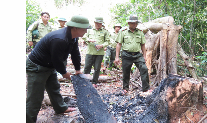 Lực lượng cơ động Hạt Kiểm lâm huyện Quảng Ninh và BVR của Lâm trường Trường Sơn kiểm tra điểm khai thác rừng trái phép. Ảnh: TP.