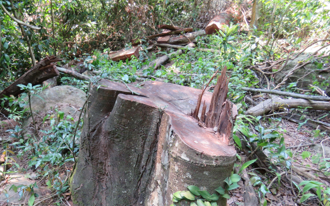 Câu gỗ quý bị đốn hạ cách địa điểm khai thác rừng trồng không xa. Ảnh: TP.