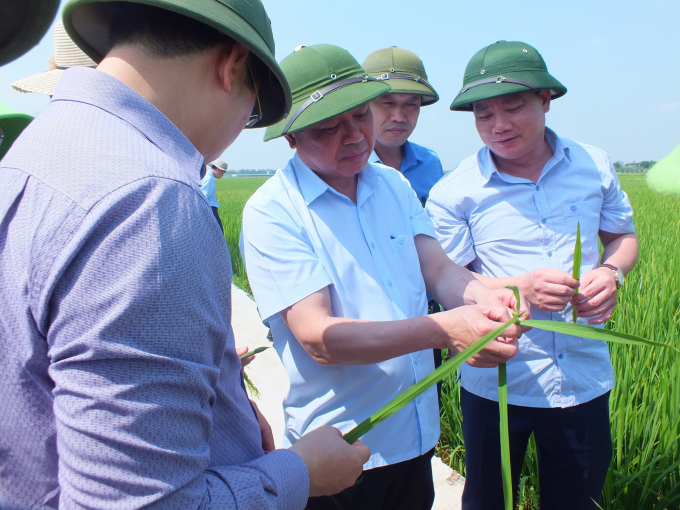 Thứ trưởng Bộ NN-PTNT Lê Quốc Doanh kiểm tra tình hình sâu bệnh trên lúa đông xuân tại Thái Bình ngày 5/5/2020. Ảnh: Lê Bền
