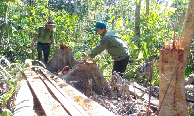 Cơ quan kiểm lâm Phú Yên kiểm đếm rừng bị lâm tắc đốn hạ. Ảnh: XT.