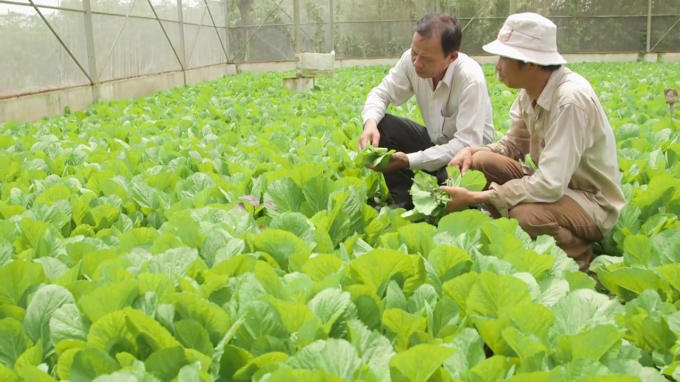 Mô hình trồng rau trong nhà kính phát triển mạnh ở ngoại thành TP.HCM. Ảnh: HTX rau sạch Củ Chi.