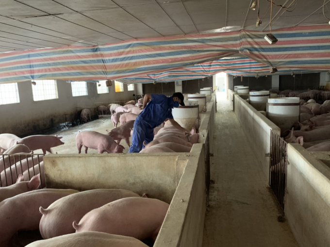 Các doanh nghiệp chăn nuôi kiến nghị các địa phương dành quỹ đất cho tái đàn lợn. Ảnh: Nguyên Huân.