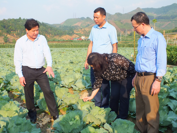 Thứ trưởng Bộ NN-PTNT Lê Quốc Doanh (bìa trái) cho biết sẽ tiếp tục phối hợp, hỗ trợ tỉnh Sơn La nhằm khai thác tiềm năng, lợi thế sản xuất rau của tỉnh. Ảnh: Lê Bền.