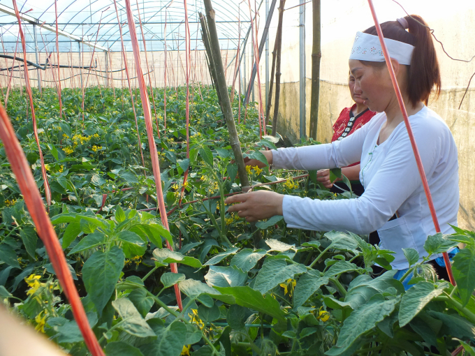 Nhiều mô hình trồng cà chua trái vụ ở xã Vân Hồ cho giá trị hàng tỉ đồng/năm. Ảnh: Lê Bền.