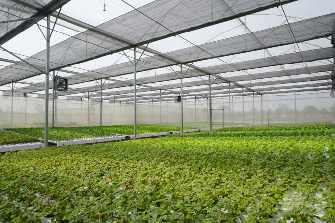 Mô hình trồng rau thủy canh ứng dụng công nghệ cao của HTX Tuấn Ngọc thu hút nhiều học sinh, nông dân đến tham quan, học tập. Ảnh: Nguyễn Thủy.