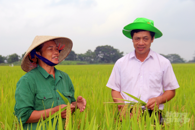 Mô hình liên kết trồng và bao tiêu sản phẩm bằng giống lúa TBR225 và Thái Xuyên 111 giúp nông dân tăng hiệu quả kinh tế 20-30%. Ảnh: Võ Dũng.